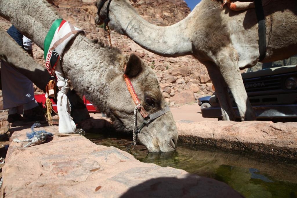 Bedouin Expedition วาดิรัม ภายนอก รูปภาพ