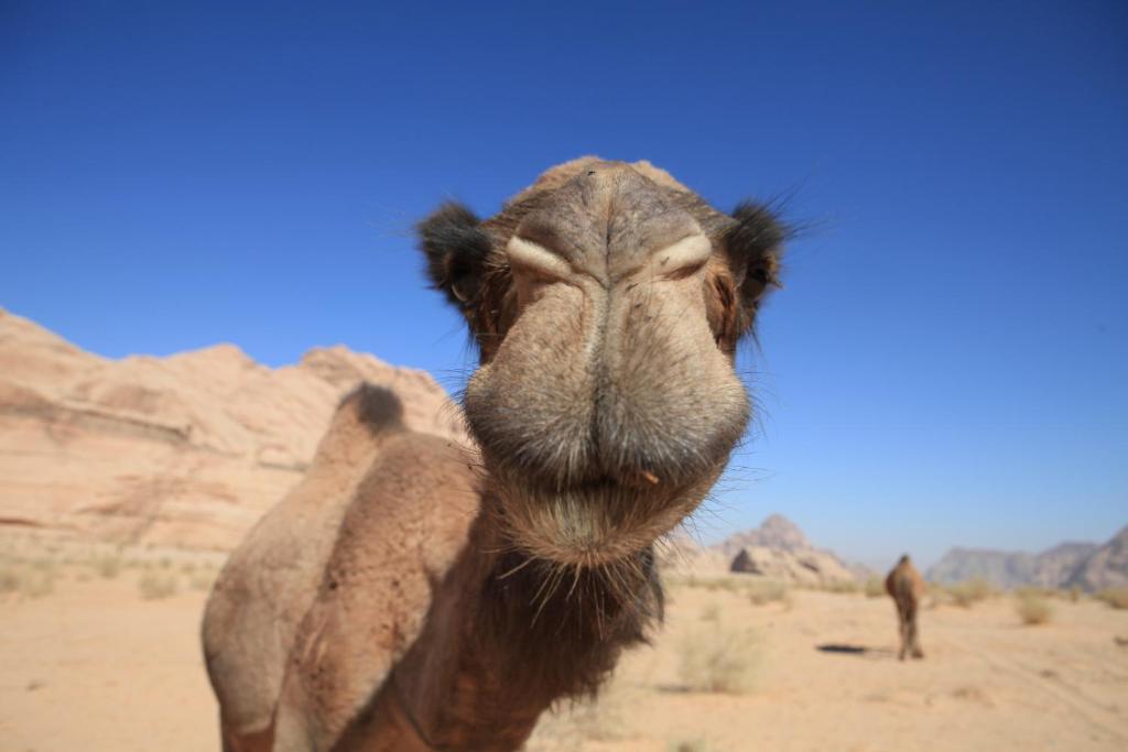 Bedouin Expedition วาดิรัม ภายนอก รูปภาพ
