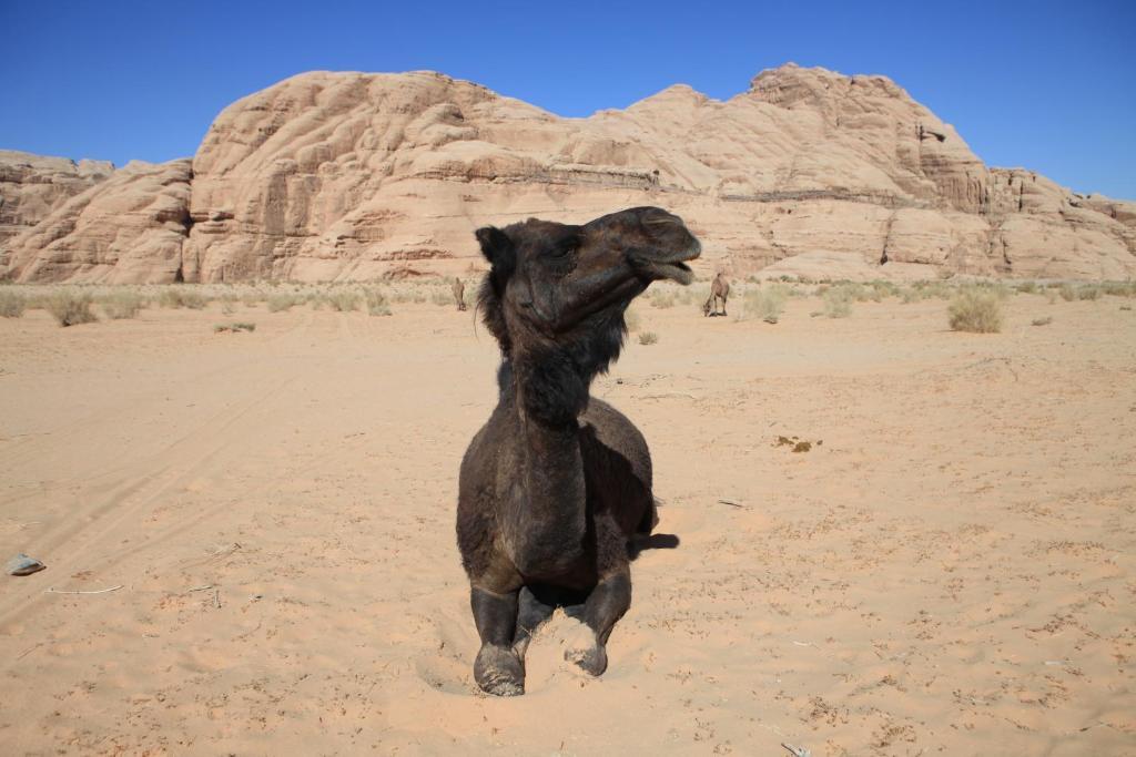 Bedouin Expedition วาดิรัม ภายนอก รูปภาพ