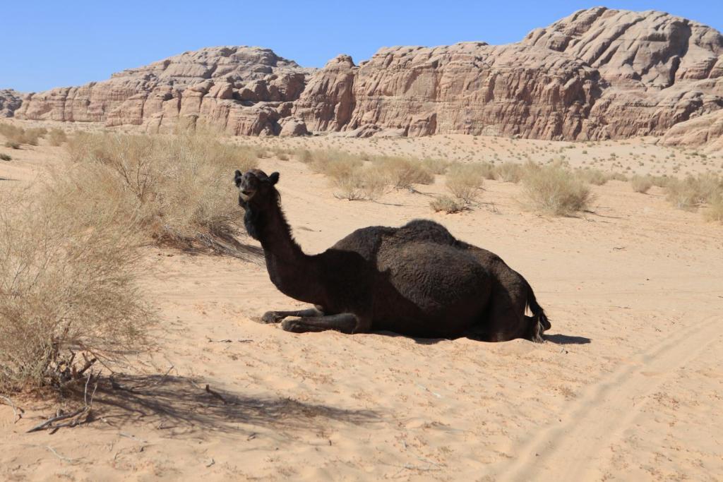 Bedouin Expedition วาดิรัม ภายนอก รูปภาพ